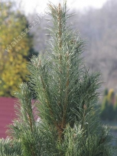 Pinus sylvestris 'Fastigiata Glauca' 